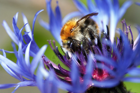 邓布利多盛开的蜜蜂熊蜂昆虫小蜜蜂漏洞宏观花粉背景