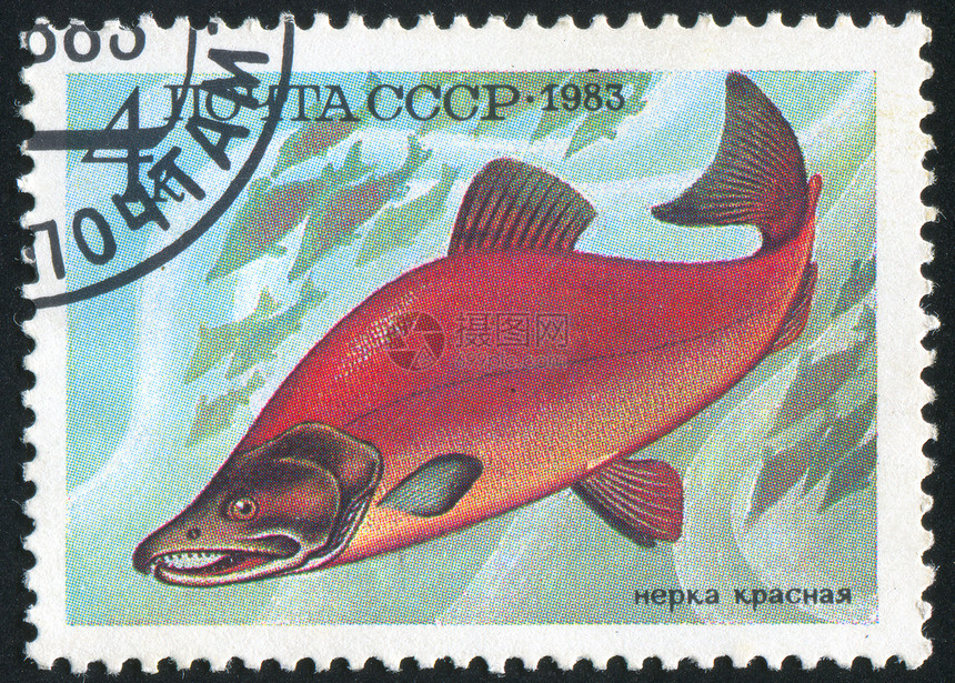 张贴渔网鱼动物群邮戳邮件动物动物园荒野古董海洋信封邮票图片