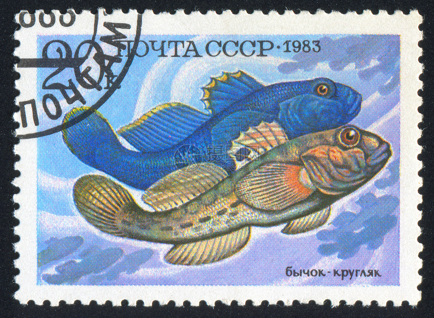 张贴渔网鱼动物群动物园明信片荒野动物集邮邮票河流古董海豹图片