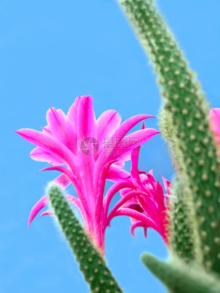 仙人花花植物群荆棘生活尖刺花粉干旱异国宏观树叶沙漠图片