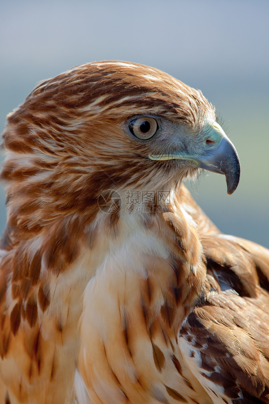 红色尾巴鹰羽毛荒野猎物航班眼睛捕食者猎人打猎鸟类野生动物图片