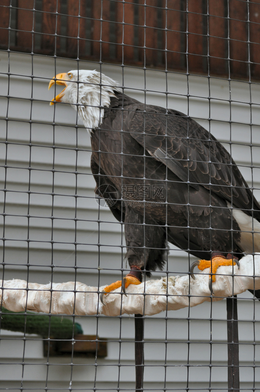 康复中心的秃鹰组织中心白色动物白头鹰动物群俘虏图片