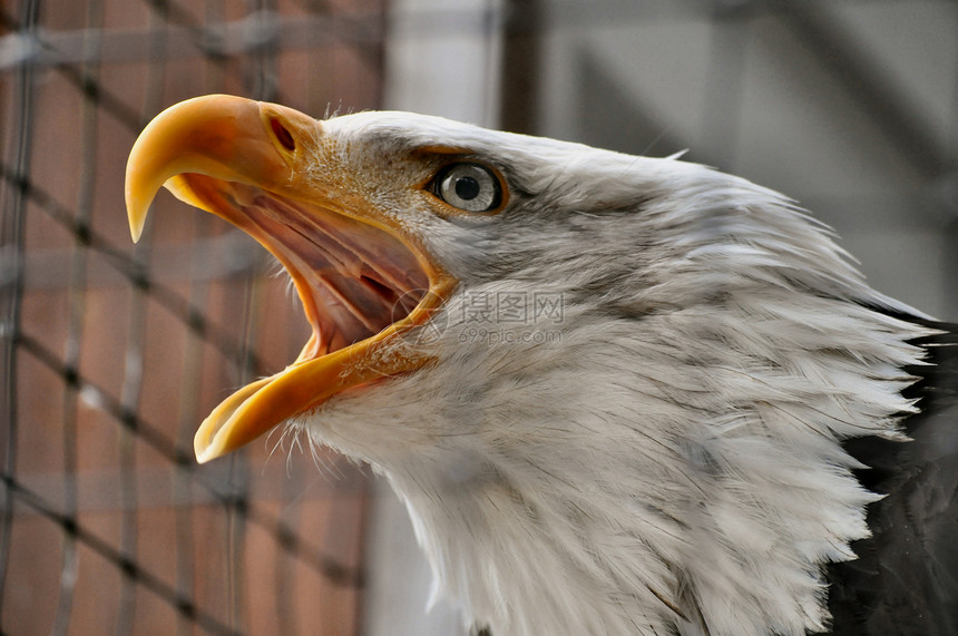 康复中心的秃鹰组织中心白头鹰白色动物动物群俘虏图片