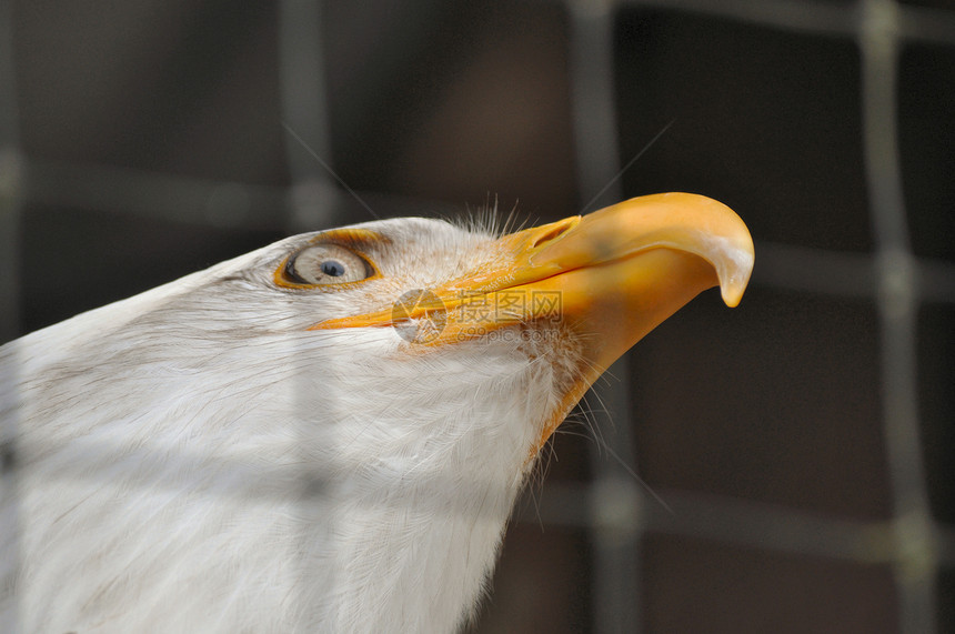 康复中心的秃鹰组织中心动物群白色动物俘虏白头鹰图片
