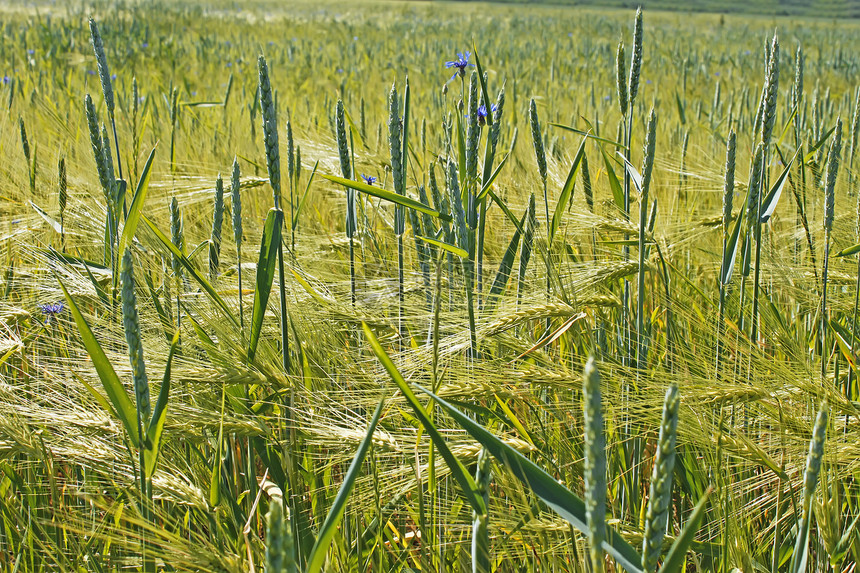 大麦田上的小麦作物图片