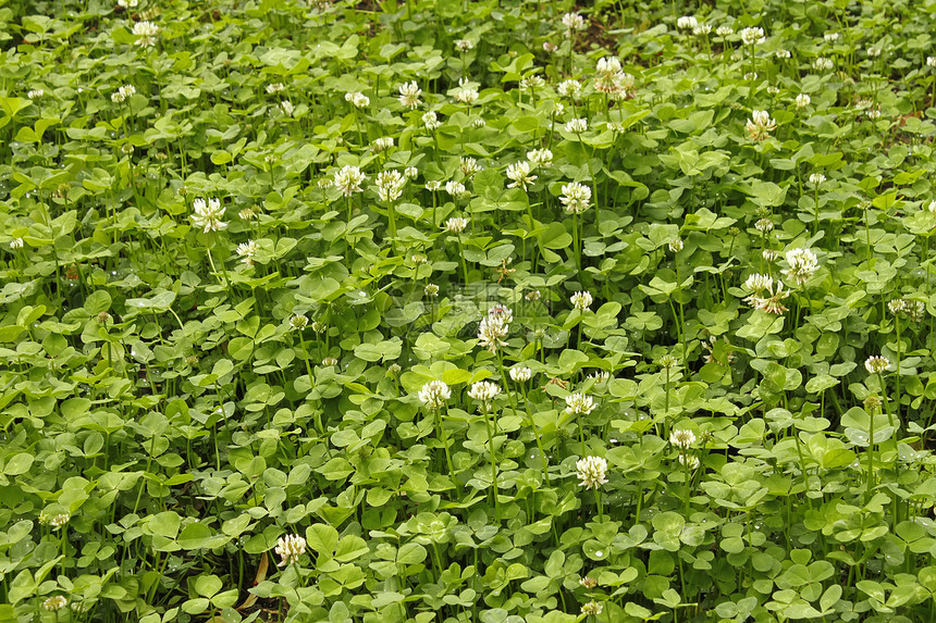 白花花杂色杂草日光空地草本植物群季节场地草地白色图片