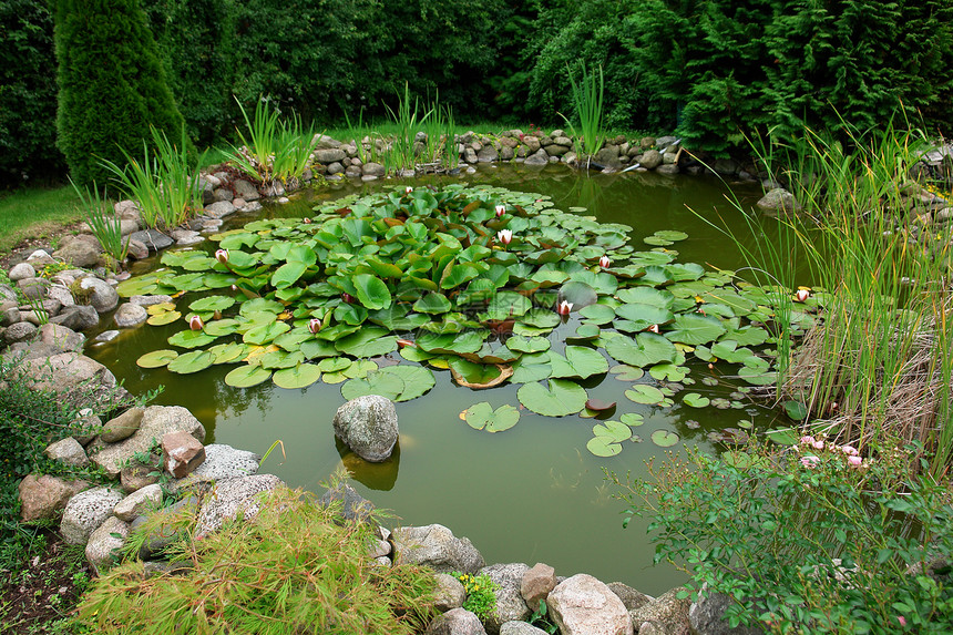 美丽的古典花园鱼池塘园艺背景锦鲤瀑布奢华绿色喷泉岩石院子场景睡莲百合图片