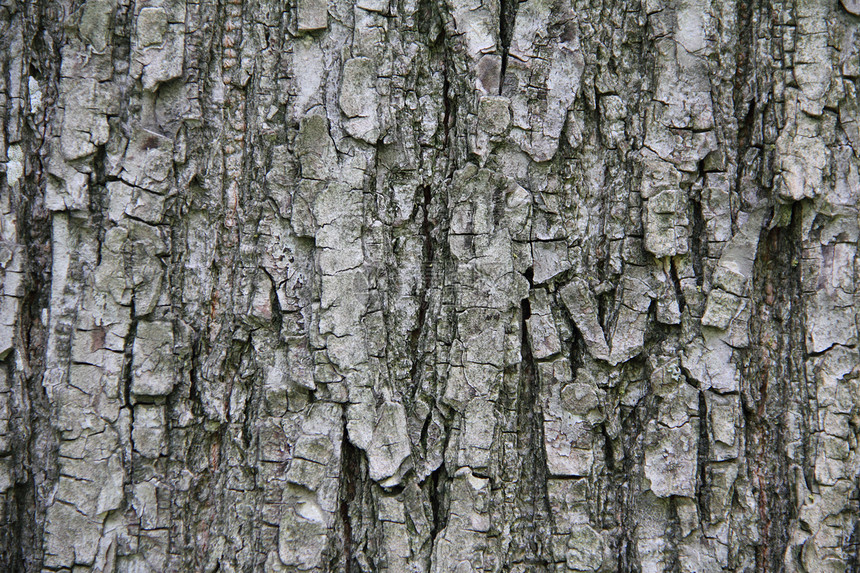 树皮森林植物树干日志松树图片