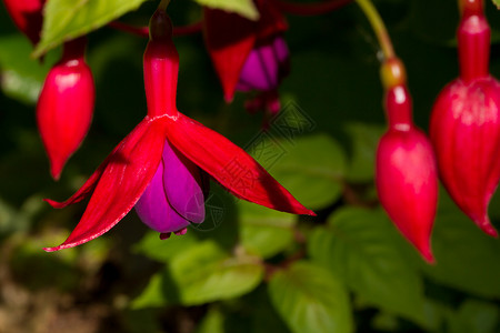 法花花 鲜花(funchia)背景图片