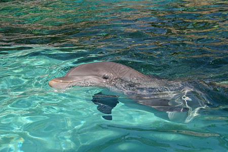海豚蓝色水族馆动物哺乳动物荒野海洋游泳背景图片