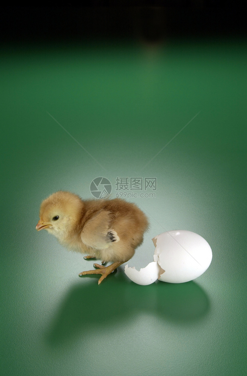 鸡和蛋壳图片