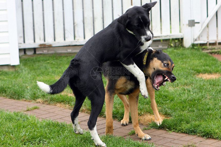 两只狗在玩哺乳动物乐趣白色毛皮小狗幸福游戏犬类动物棕色图片