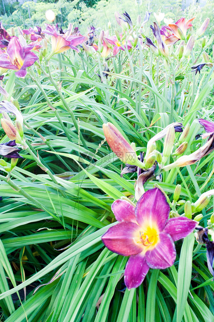 鲜花花园植物群草本植物生活草地场地美丽植物学公园园艺图片