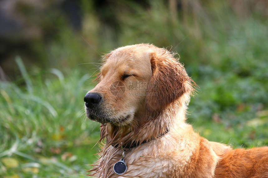 黄金寻金朋友褐色头发毛皮猎犬金发小狗宠物乐趣动物图片