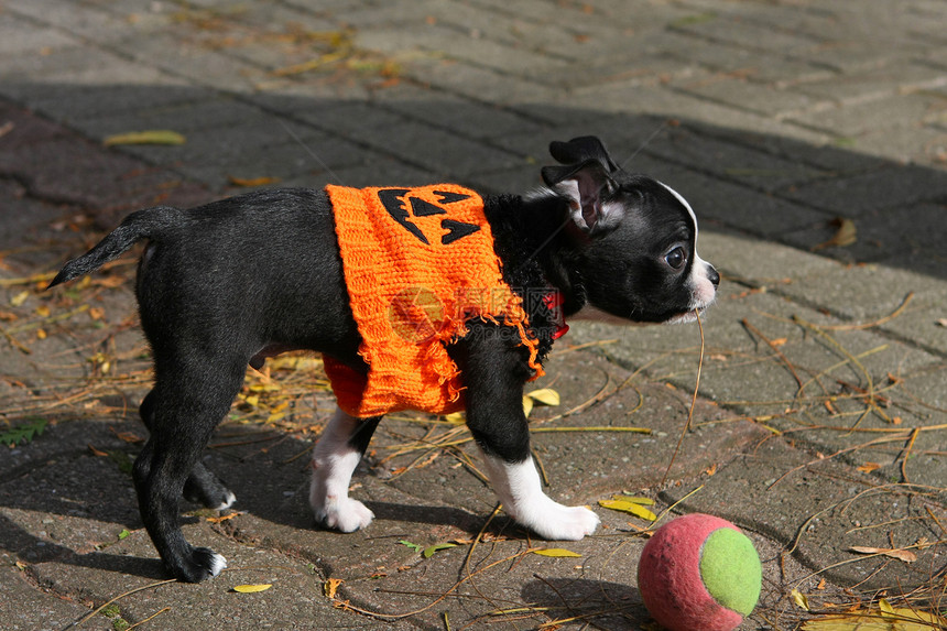 波士顿大狗宠物玩具白色黑色犬类生物伴侣朋友小狗动物图片