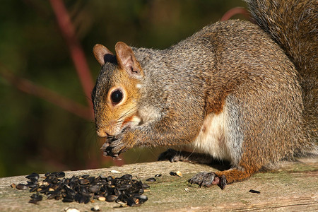 东部灰色松鼠种子眼睛头发爪子冒充哺乳动物动物群森林尾巴动物毛茸茸的高清图片素材