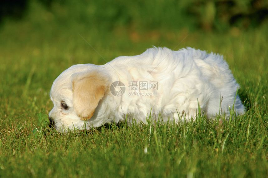 小狗狗婴儿绿色叶子宠物鼻子朋友白色伴侣友谊动物图片