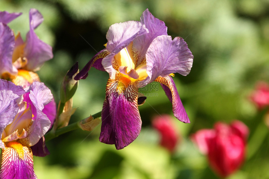 Iris 花花园宏观花瓣植物学季节紫色花朵植物群叶子蓝色图片