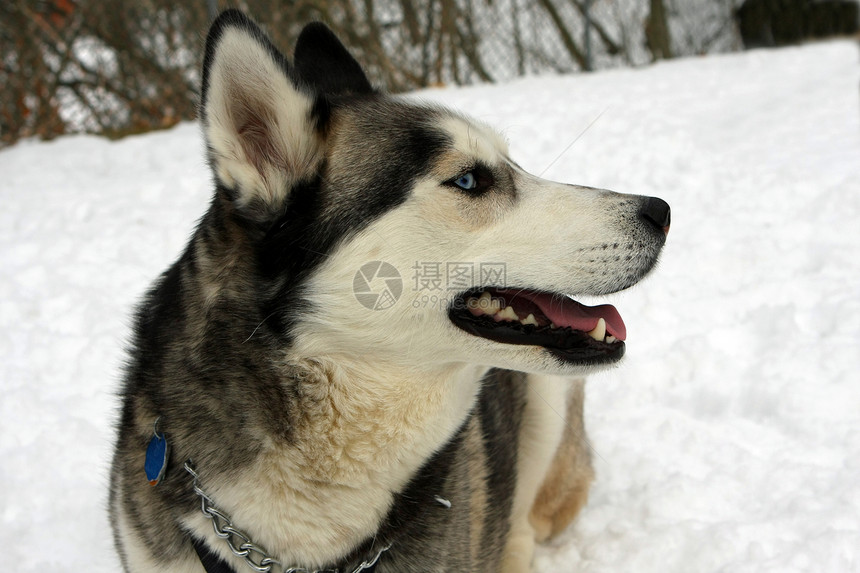西伯利亚胡斯基狗宠物眼睛猎犬朋友哺乳动物耳朵蓝色毛皮犬类场地图片