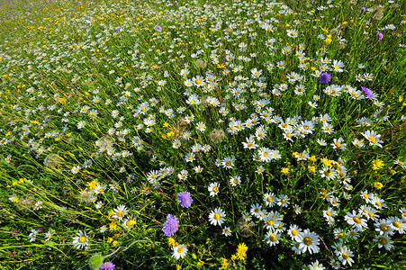 春天的野花田荒野水平环境植物风光香味草地草药色彩草本植物背景图片