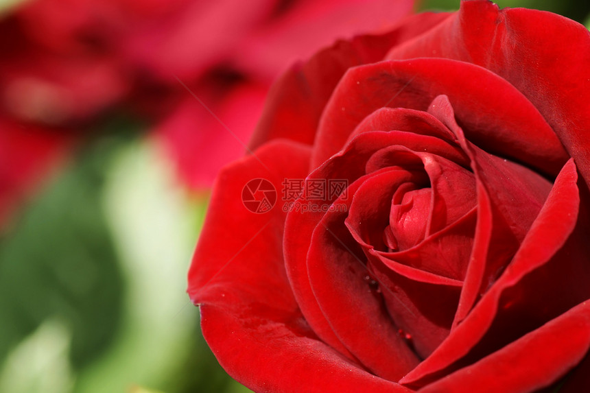 红玫瑰背景植物群玫瑰绿色花粉植物宏观蓝色太阳叶子花瓣图片