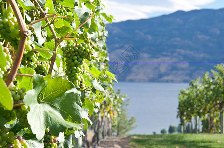 黑皮诺葡萄葡萄分支机构栽培树叶葡萄园蓝色天空藤蔓排列叶子白酒背景