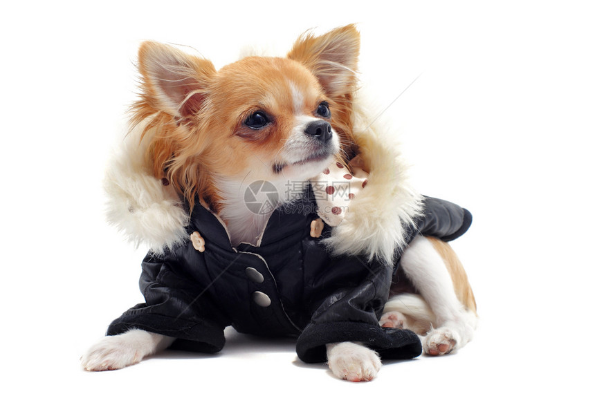 穿着服装的吉娃娃宠物犬类外套棕色白色动物工作室长毛伴侣夹克图片