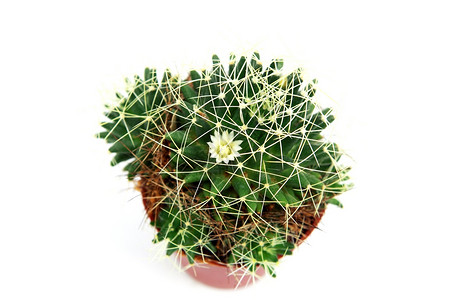 开花仙人掌生物学植物学白色绿色植物植物群背景图片
