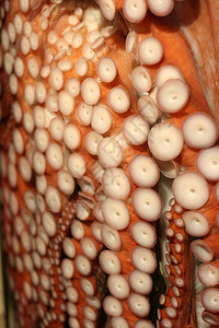 章鱼吸食者背景图片