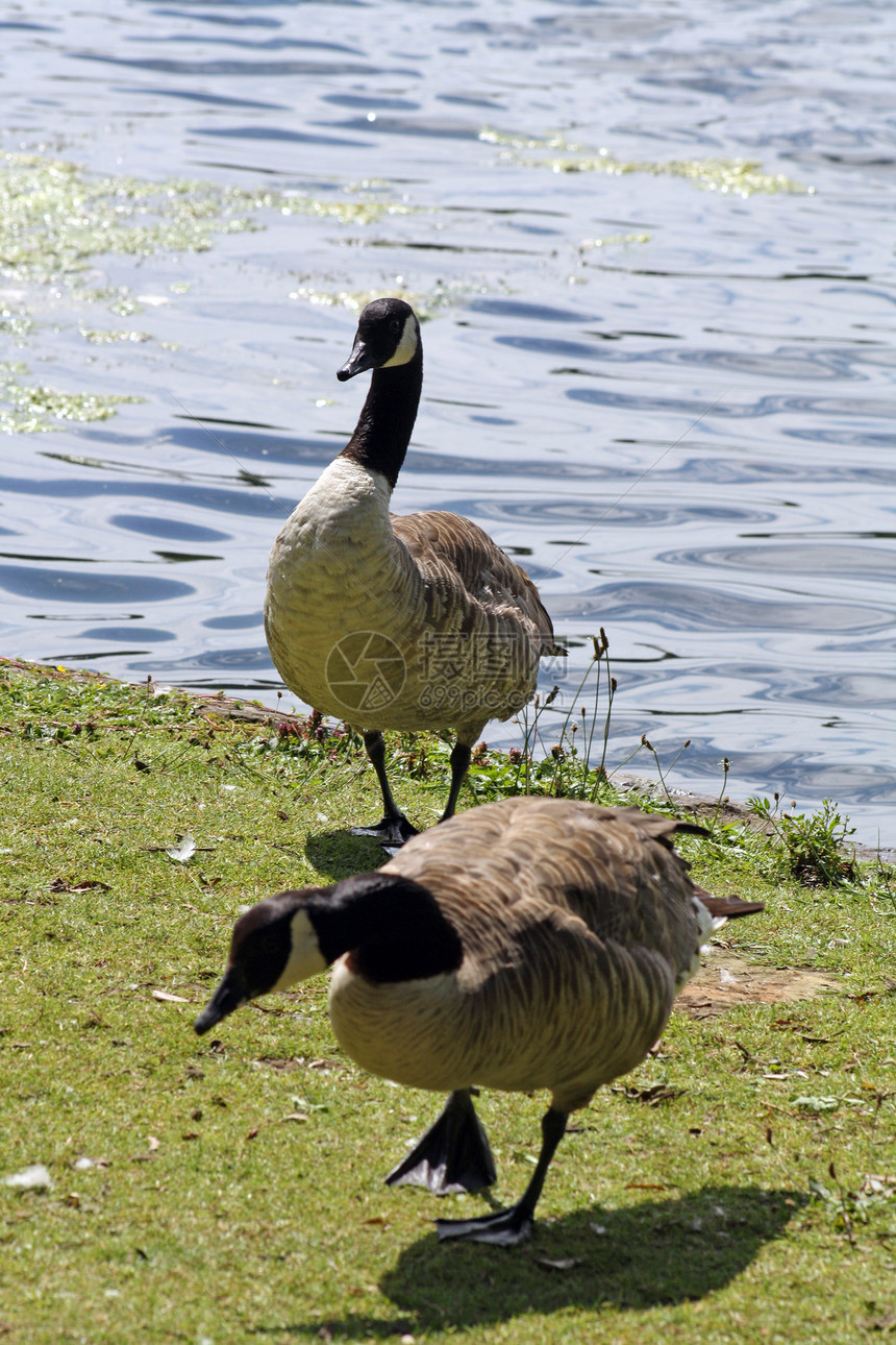 鹅公园水禽池塘艺术野生动物森林水鸟支撑夫妻鸟类图片