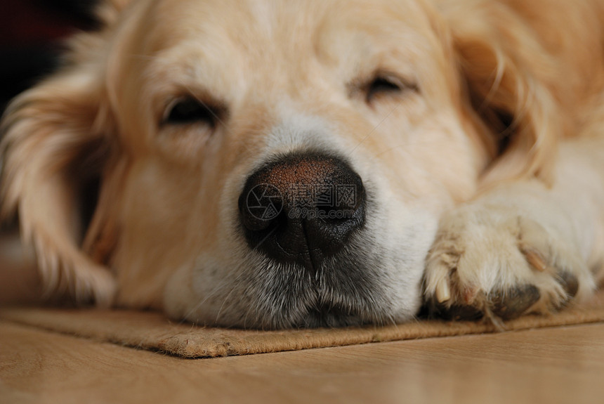 睡觉狗犬类动物猎犬休息轨枕忠诚友谊伴侣宠物哺乳动物图片