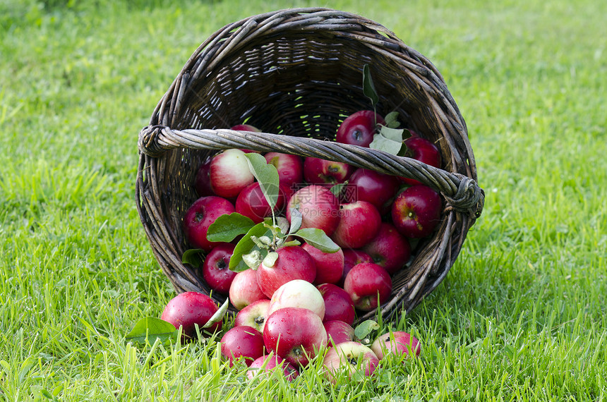 红苹果生物篮子生产收成产品水果绿色食物图片