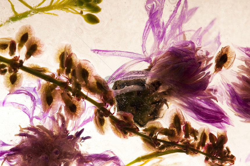 冰冻的花朵 冰块中的花朵脆弱性窗户玻璃立方体植物桌面花束冻结荒野插图图片