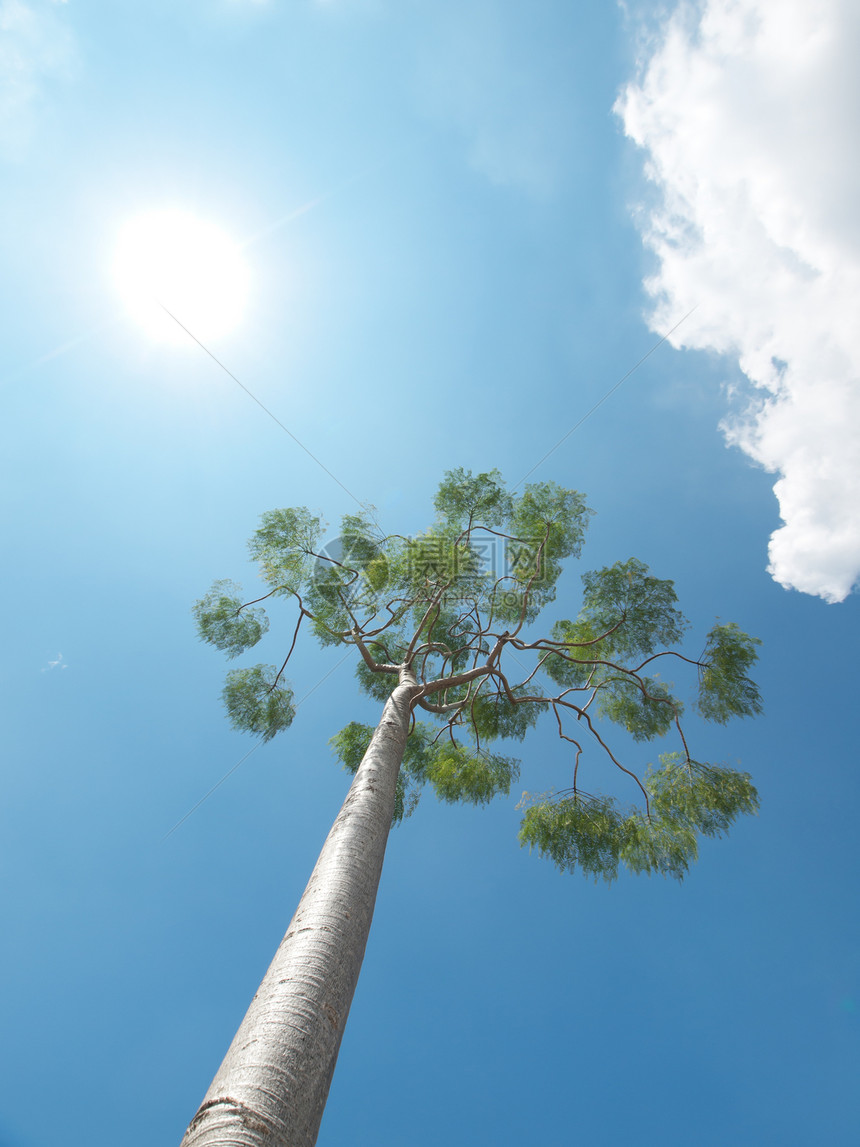 树木和太阳树叶天空植物学天气植物分支机构树干生长森林环境图片