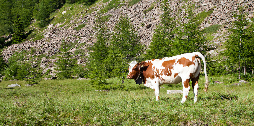 奶牛和意大利阿尔卑斯山山脉国家场景高山风景家畜石头草地牛肉场地图片