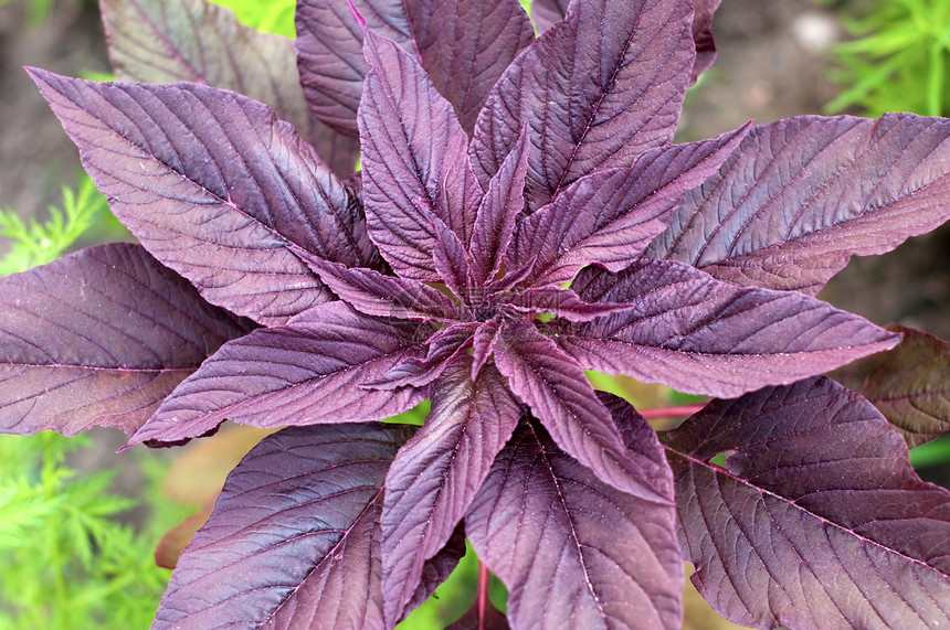 紫紫色植物特写图片