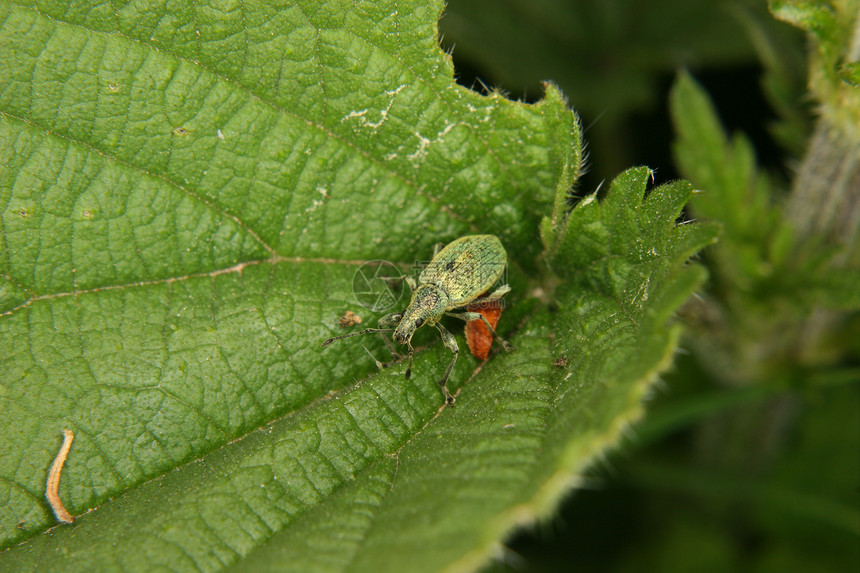 Weevil 曲线漏洞鞘翅目昆虫学昆虫环境森林蠕变动物学生物学荒野图片