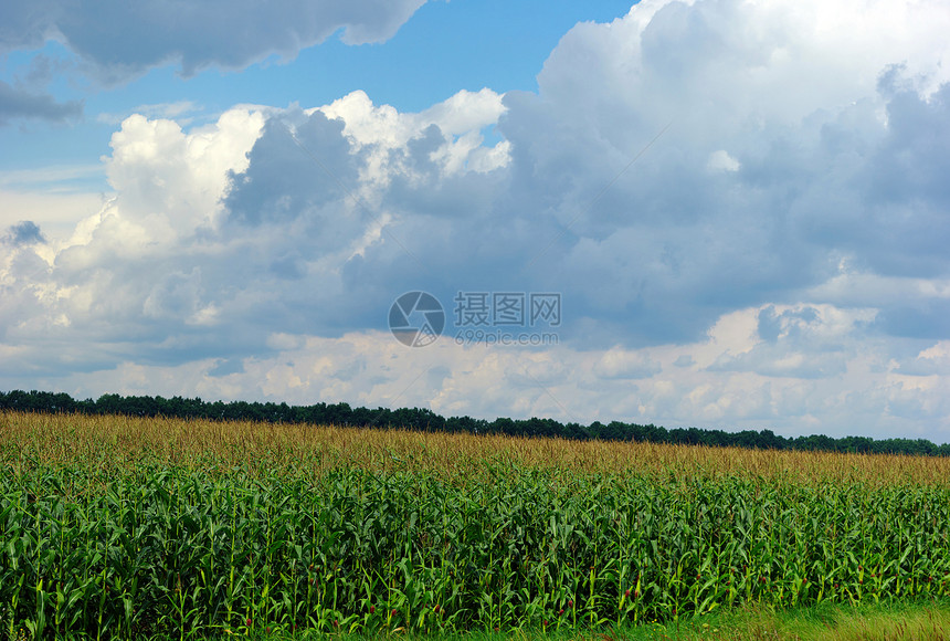 蓝云上方的玉米田蓝色天空乡村农村场地收成场景墙纸绿色生育力图片