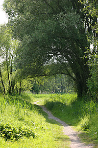 路径路徑风景旅游植物蓝色娱乐环境太阳草地芦苇植物群背景图片