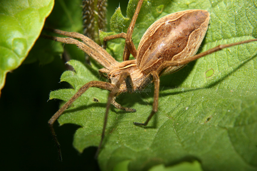 托儿所网蜘蛛生物学植物草地脊椎动物荒野动物腹部野生动物昆虫学甲壳图片