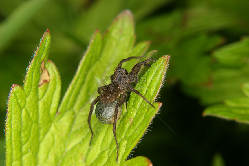 狼蜘蛛Pardosa润滑油植物环境叶子甲壳昆虫学动物荒野配种森林生物学图片