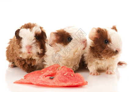 婴儿实验性小猪棕色食物动物沙鼠头发工作室胡须仓鼠鼻子反射背景图片
