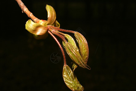 春天的年轻叶叶灰色宏观木头黑色植物学植物树枝枝条区系绿色背景图片