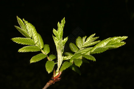 春天的年轻叶叶枝条区系木头棕色黑色树枝植物森林灰色植物学背景图片