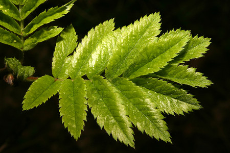 春天的年轻叶叶绿色灰色区系森林棕色植物学黑色木头枝条树枝背景图片