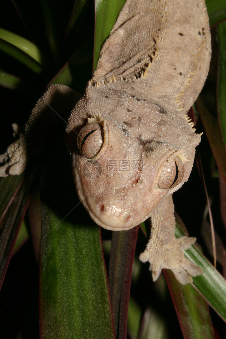 冠壁虎肉色绿色灰色爬虫动物蜥蜴宏观眼睛图片