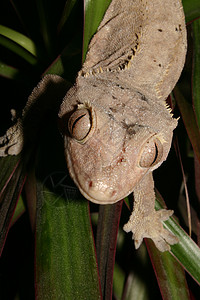 冠壁虎肉色绿色灰色爬虫动物蜥蜴宏观眼睛背景图片