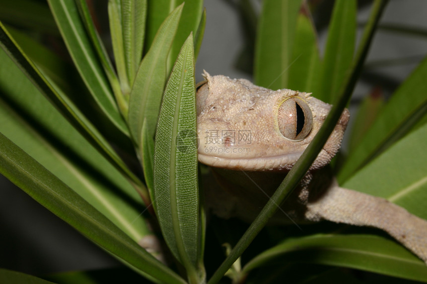 冠壁虎肉色爬虫宏观绿色眼睛蜥蜴动物灰色图片