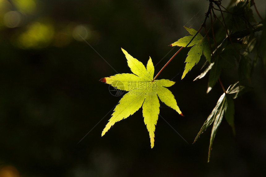 绿叶叶树叶植物群植物学绿色植物季节花园叶子生长公园图片