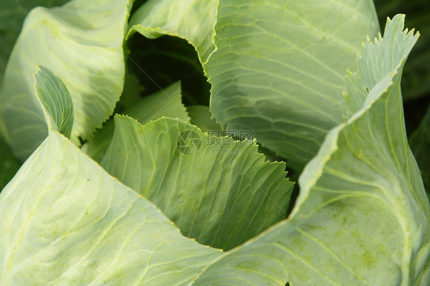 镇菜季节叶子植物群静脉季节性营养食物蔬菜背光生长图片